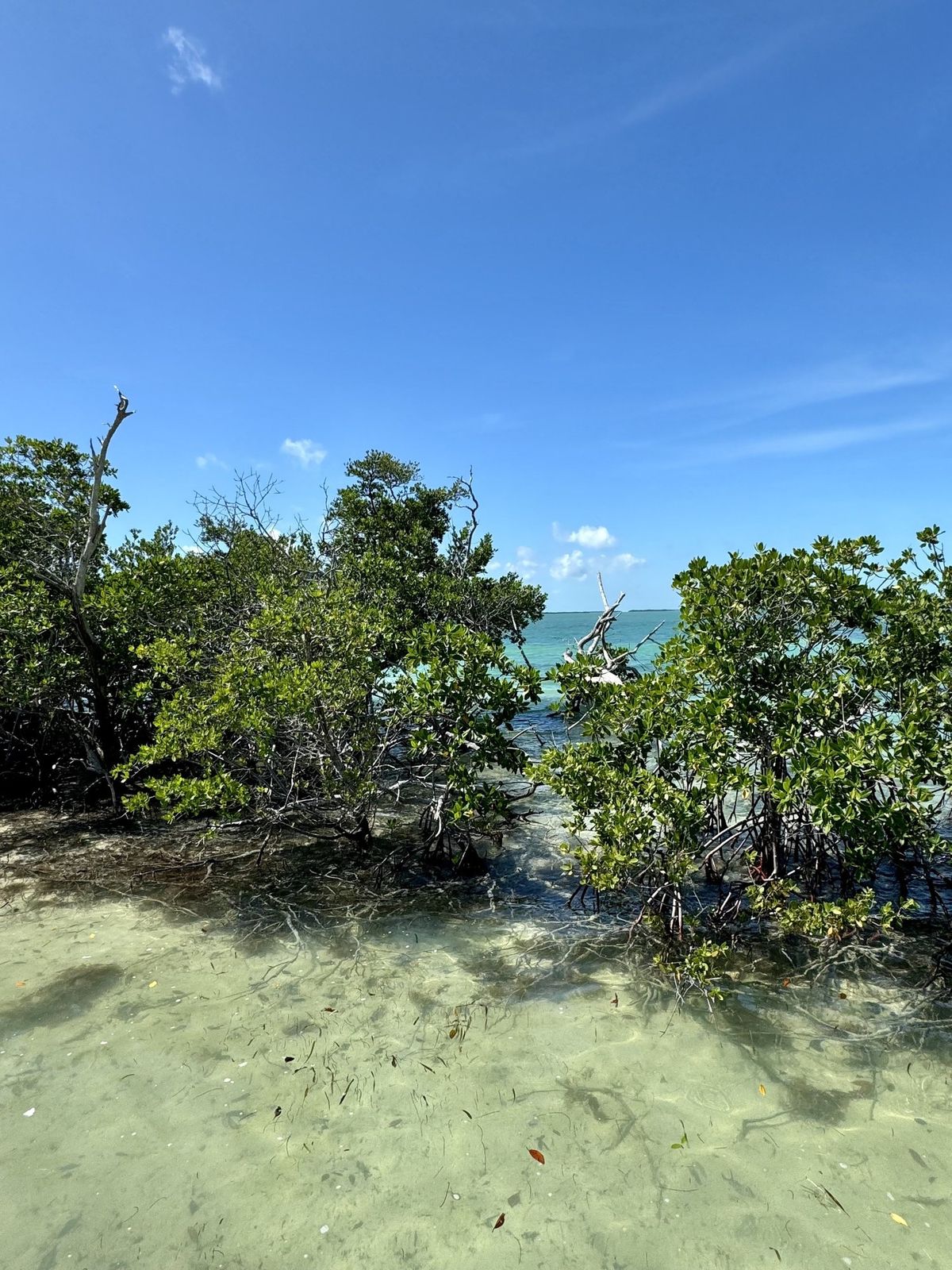 Island Daze charter photo from the Lower Keys backcountry